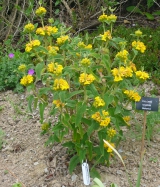 Longifolia bailanica