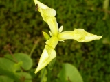 Iris pseudacorus pallidoflora "Rowden Brimstone"