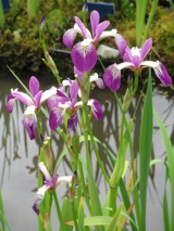 National Collection of Water Iris Open Days