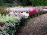 Marwood astilbe beds - Amerika is in the centre, at the front.