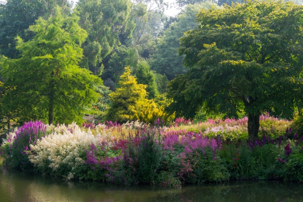 The National Collection of Astilbes at Marwood Hill Garden, Barnstaple, Devon.