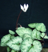 Cyclamen balearicum