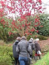 National Collection Holders enjoying Lukesland Gardens