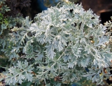 Artemisia ‘Powis Castle’ AGM